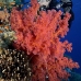 coral_soft_bro_l_ni_v_0417_egy1765.jpg